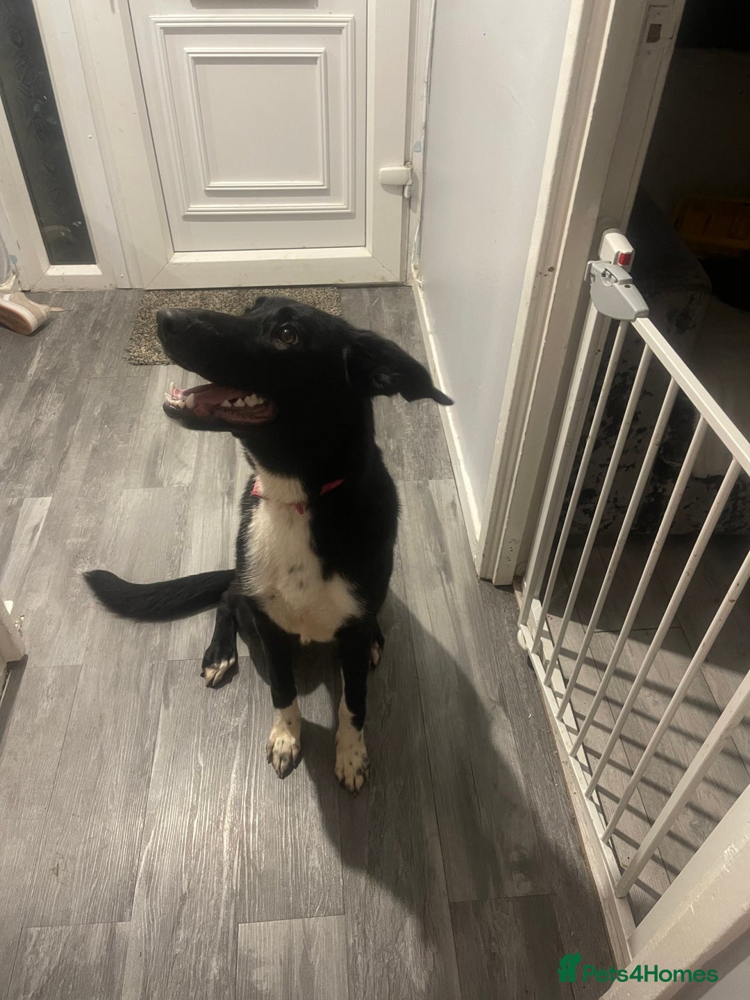 Mixed Breed dogs for sale: Rehoming  - Image 8