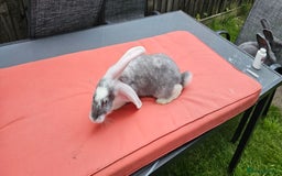 Continental Giant rabbits for sale: Merle colours  , rusian blue fur  - Image 5