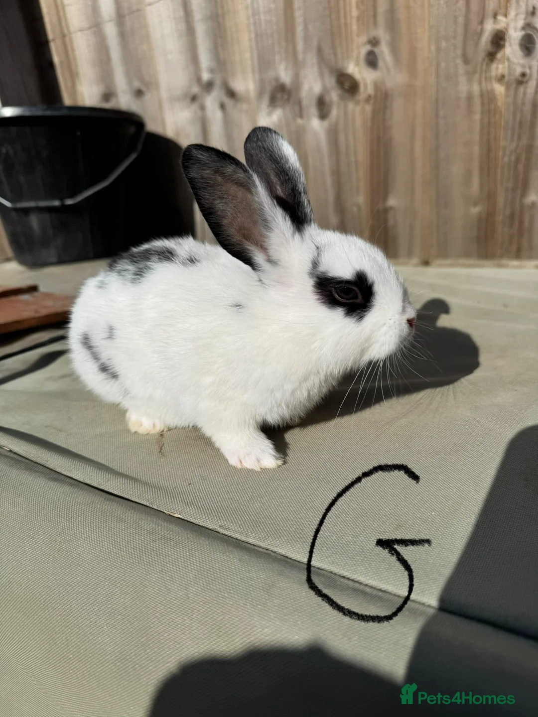 Mixed Breed rabbits for sale: Mixed breed baby bunnies - Advert 6