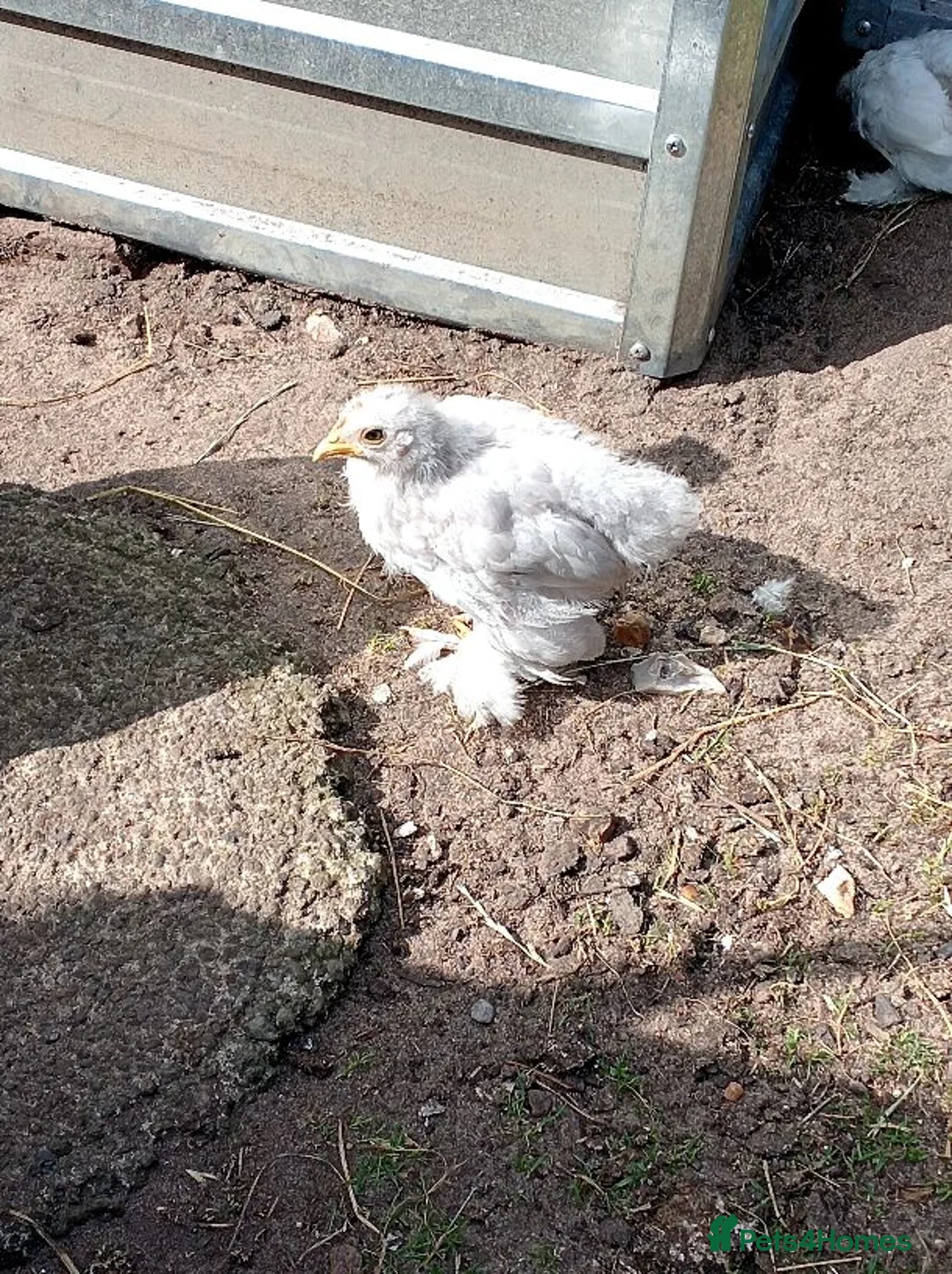 Chickens poultry for sale: x5 Unsexed Pekin Chicks - Advert 2