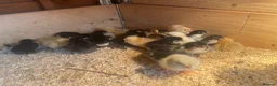 Chickens poultry for sale: Light Sussex. Buff Sussex . Orpington’s & silkies  - Advert 1