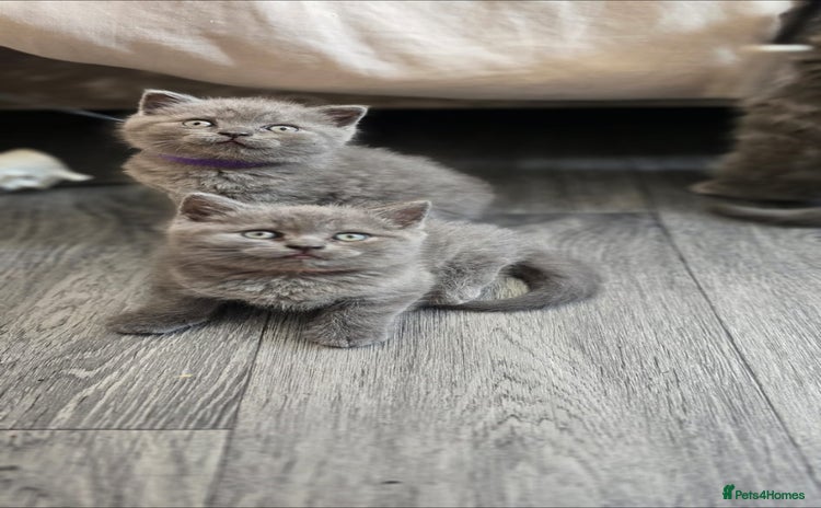 British Shorthair cats - Advert 9