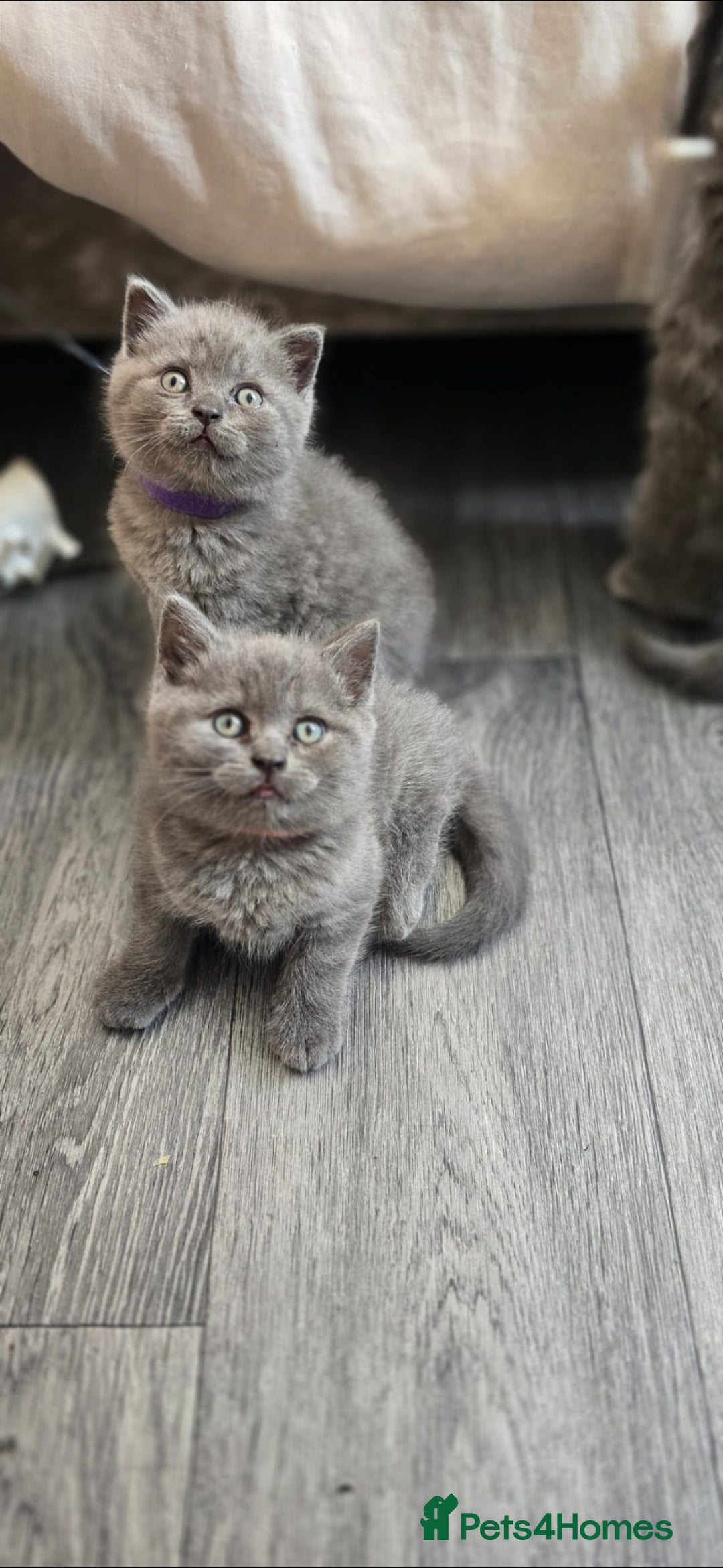 British Shorthair cats for sale: British Shorthair  kittens  - Image 1