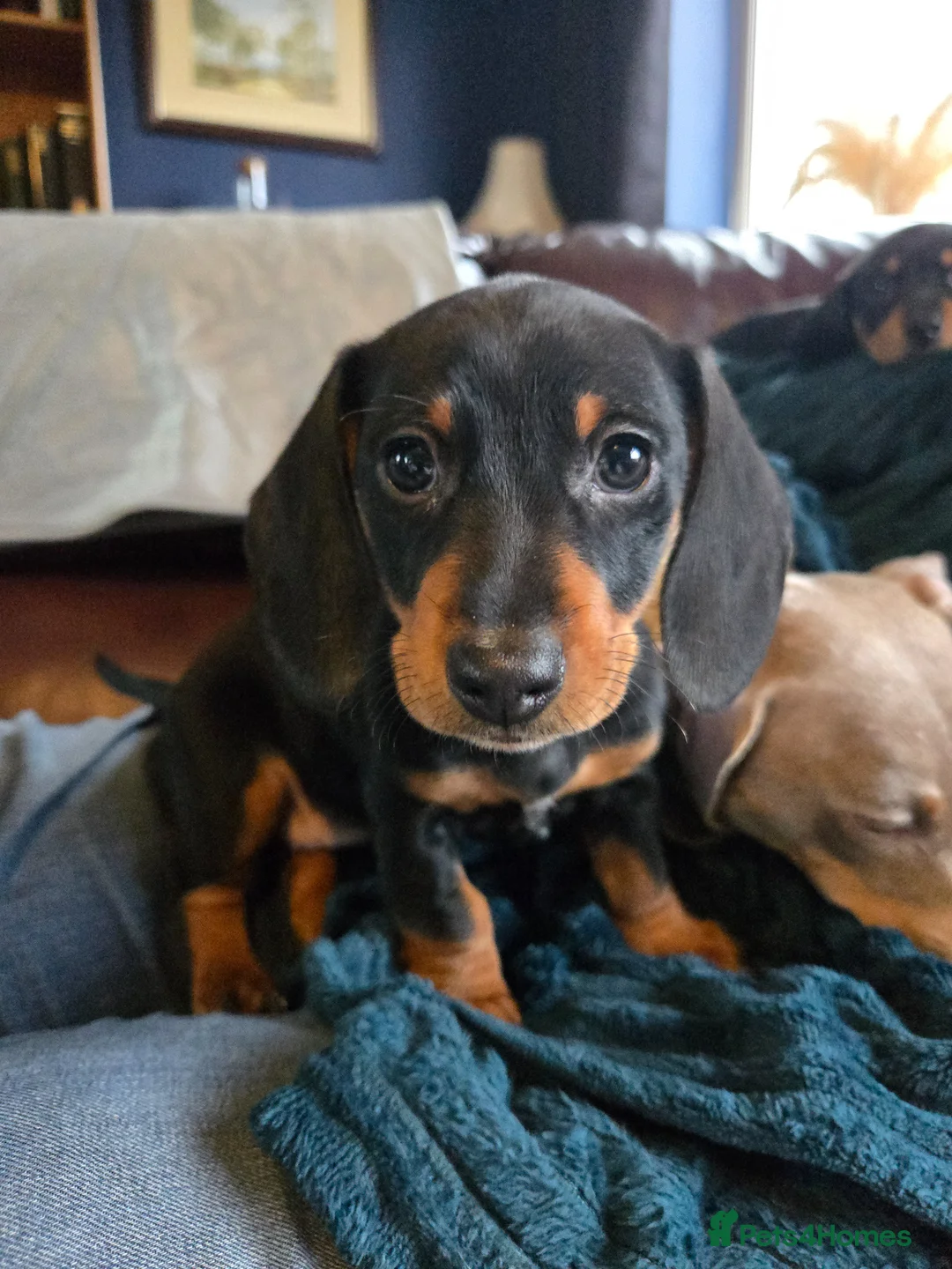 Dachshund dogs for sale: Dachshund pups first and only litter of both  - Advert 1