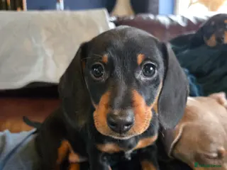 Dachshund dogs Dachshund pups first and only litter of both - Advert 16