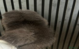 Pomeranian dogs for sale: Adorable bear faced fluffy merle Pomeranians - Image 5