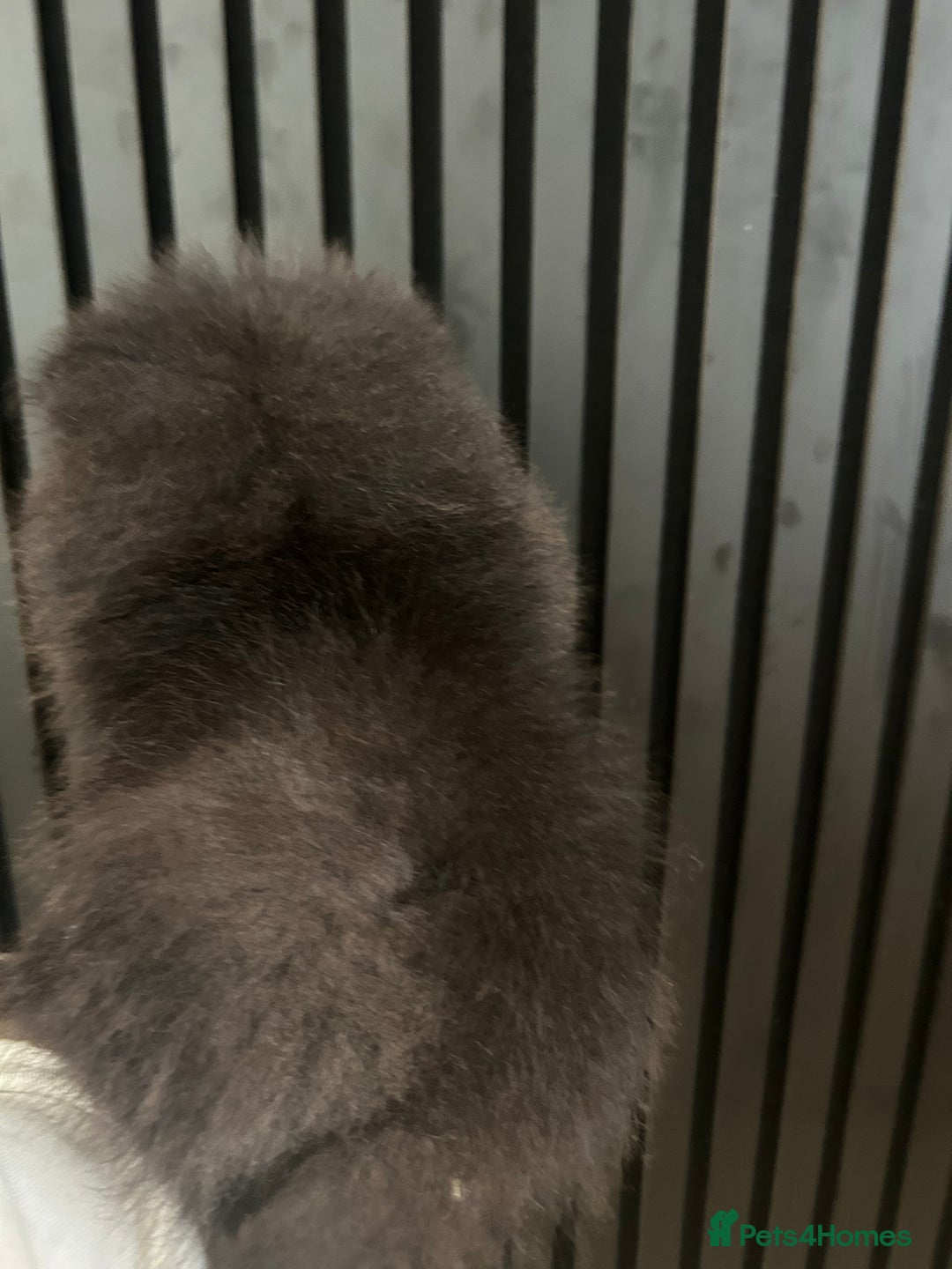 Pomeranian dogs for sale: Adorable bear faced fluffy merle Pomeranians - Image 5