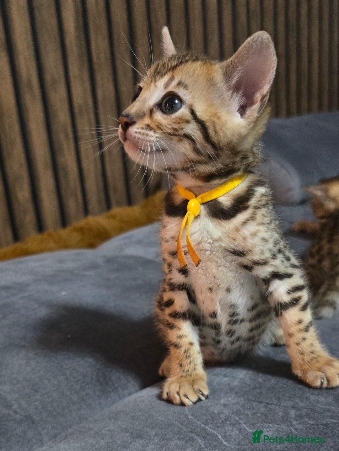 Bengal cats for sale: TICA Champion 2 boys available for reservation! - Advert 22
