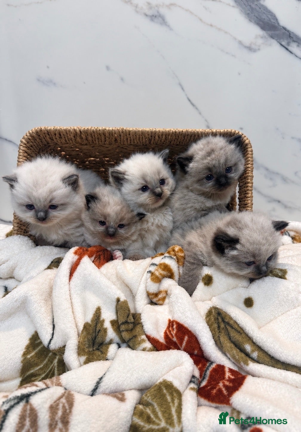 Ragdoll cats for sale: ✨ STUNNING GCCF RAGDOLL BABIES ✨ - Advert 1