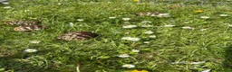 Hermann Tortoise reptiles for sale: I year hand nurtured Hermann juveniles in Barry - Advert 4