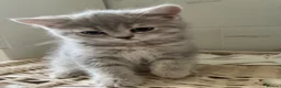 Scottish Fold cats for sale: Beautiful Scottish fold and straight kittens  - Advert 17