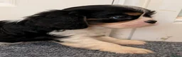 Cavalier King Charles Spaniel dogs for sale: KC Health Tested Cavalier King Charles Spaniel Pup - Advert 20
