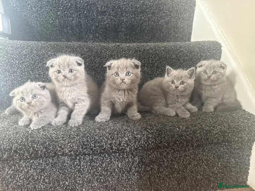 Scottish Fold cats for sale: Gorgeous purebred Scottish Fold Kittens! - Advert 1