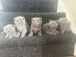 Scottish Fold cats Gorgeous purebred Scottish Fold Kittens! - Advert 15