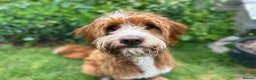 Mixed Breed dogs for sale: Stunning Labradoodle Looking for Forever Home - Advert 1
