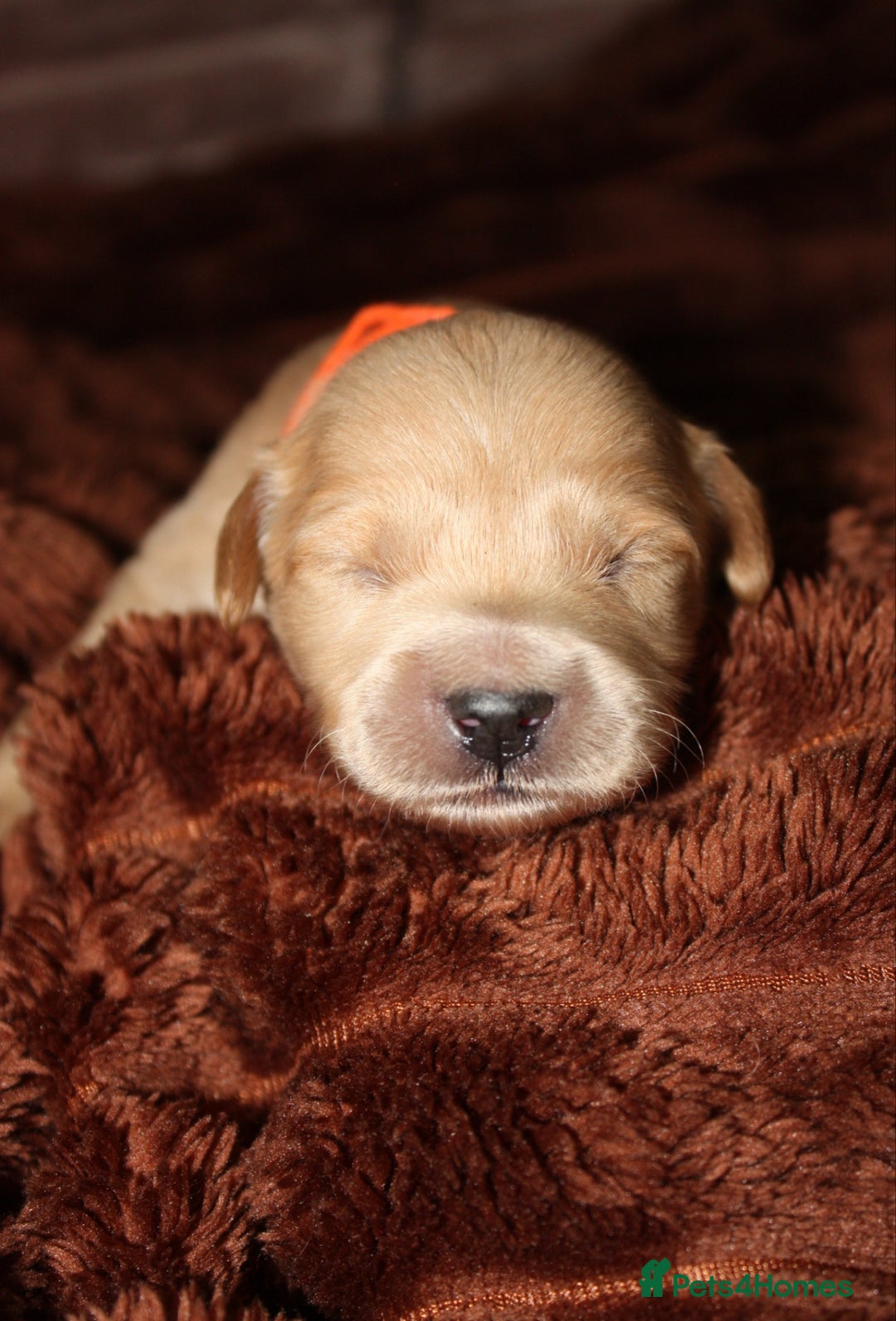 Goldendoodle dogs for sale: F1 Miniature goldendoodles  - Advert 13