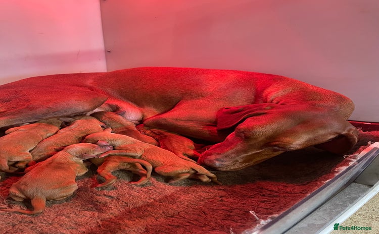 Hungarian Vizsla dogs - Advert 4