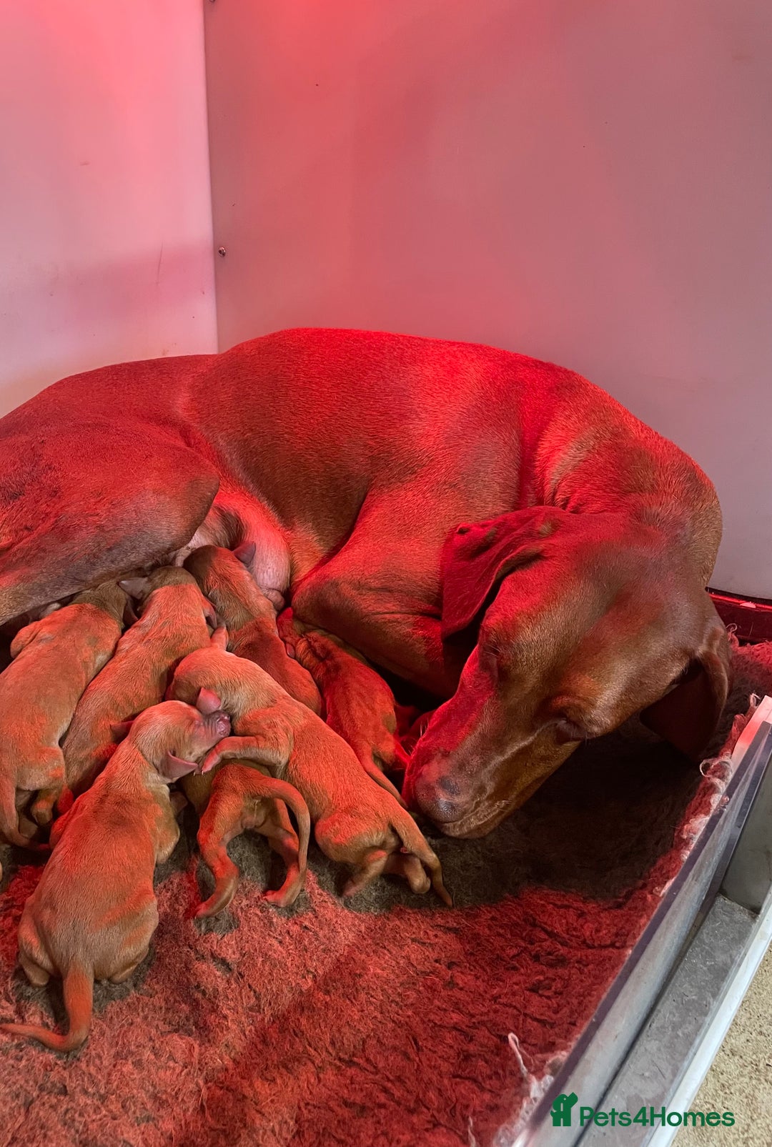 Hungarian Vizsla dogs for sale: 1 male KC registered Hungarian Vizla for sale  - Advert 1