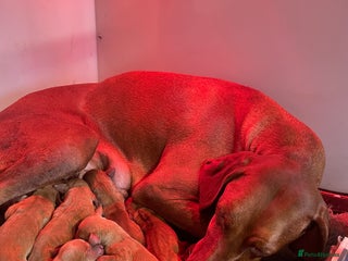 Hungarian Vizsla dogs - Advert 1