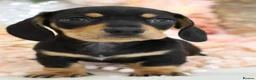 Miniature Dachshund dogs for sale: KC Miniature Dachshund Puppies - Advert 24