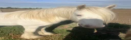 Irish Cob horses for sale: Tim the super cob!  - Advert 4