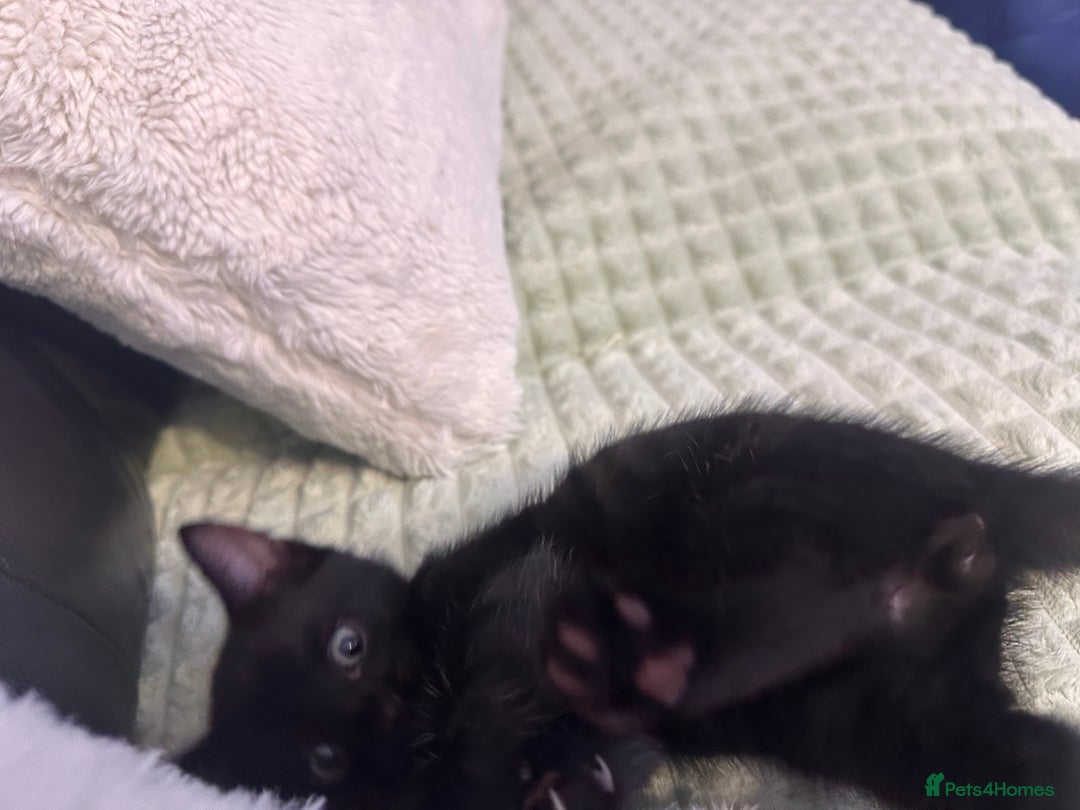 Bengal cats for sale: Mixed Breed Kittens  - Image 6