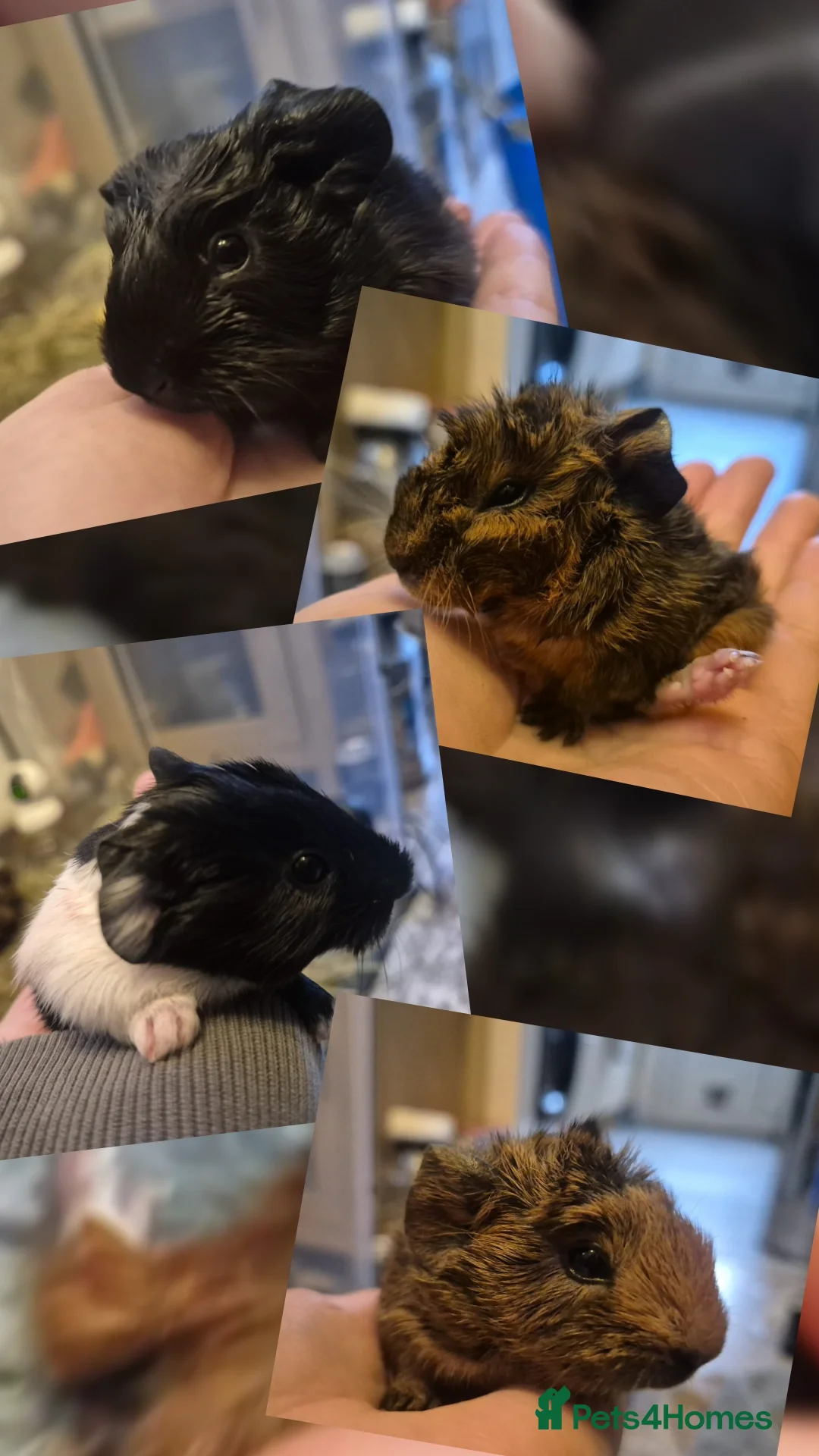 Guinea Pig rodents for sale: Guinea pigs for Sale ! - Advert 1