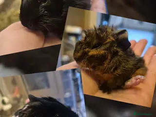 Guinea Pig rodents Guinea pigs for Sale ! - Advert 1