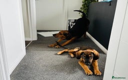 Mixed Breed dogs for adoption: Clover (Shepherd/Hound mix) - Image 15