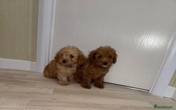 Poochon dogs for sale: Lovely poochon puppy’s for sale - Image 12