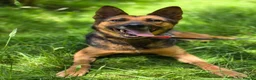 Mixed Breed dogs for adoption: ❤️ SHANNY ❤️ – WELL BALANCED, KIND AND DEVOTED  - Advert 18