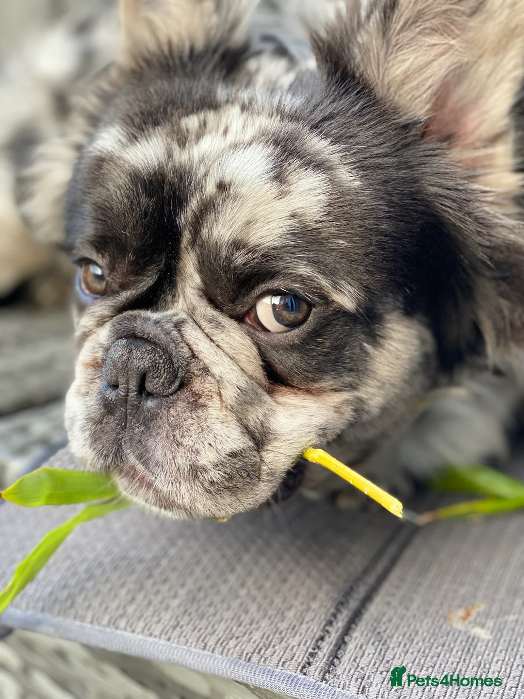 French Bulldog dogs for stud: STUD Full Fluffy Visual Merle £500 all in  in Liverpool - Advert 10