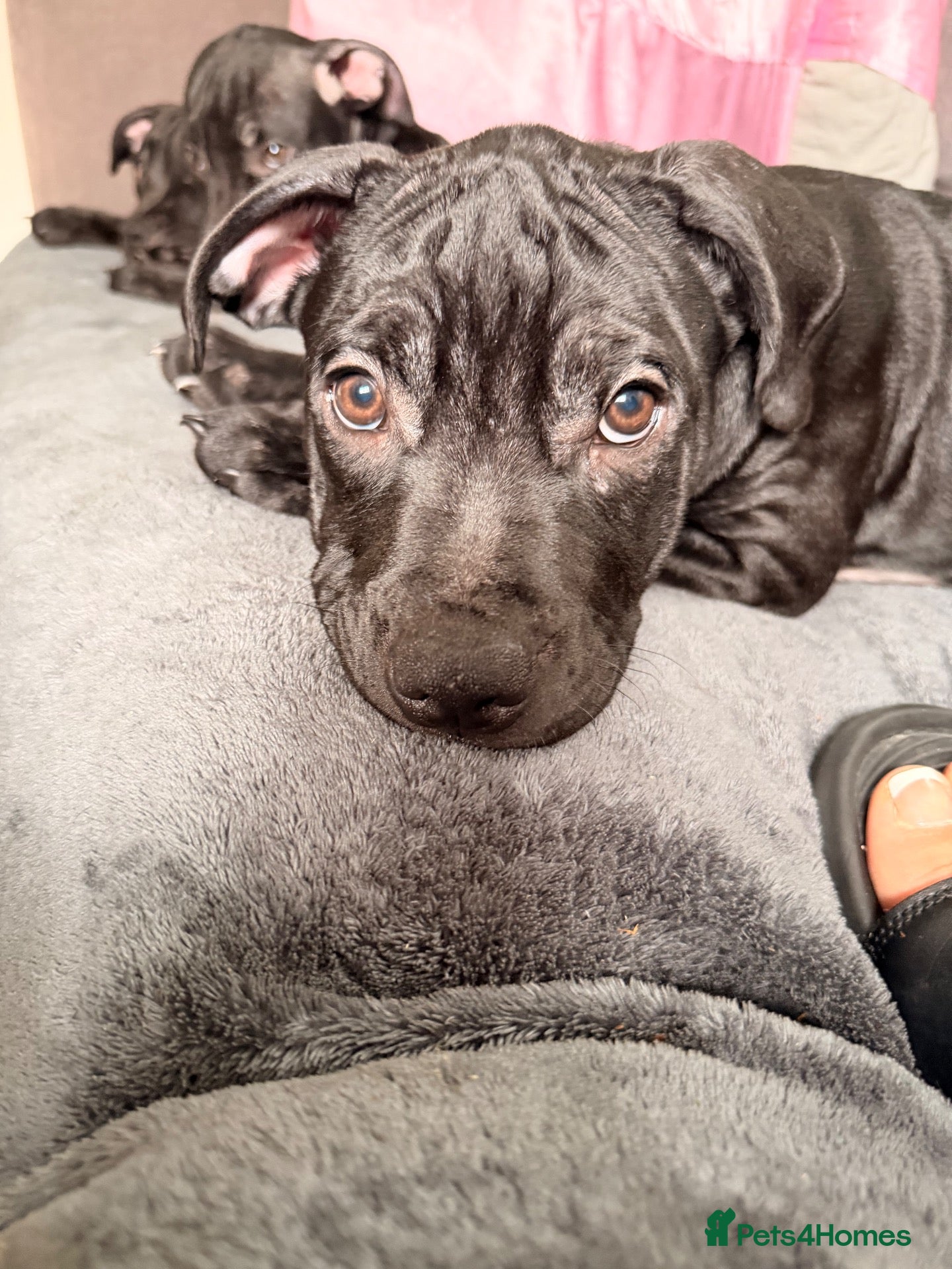 Mixed Breed dogs Ready for forever homes - Advert 1