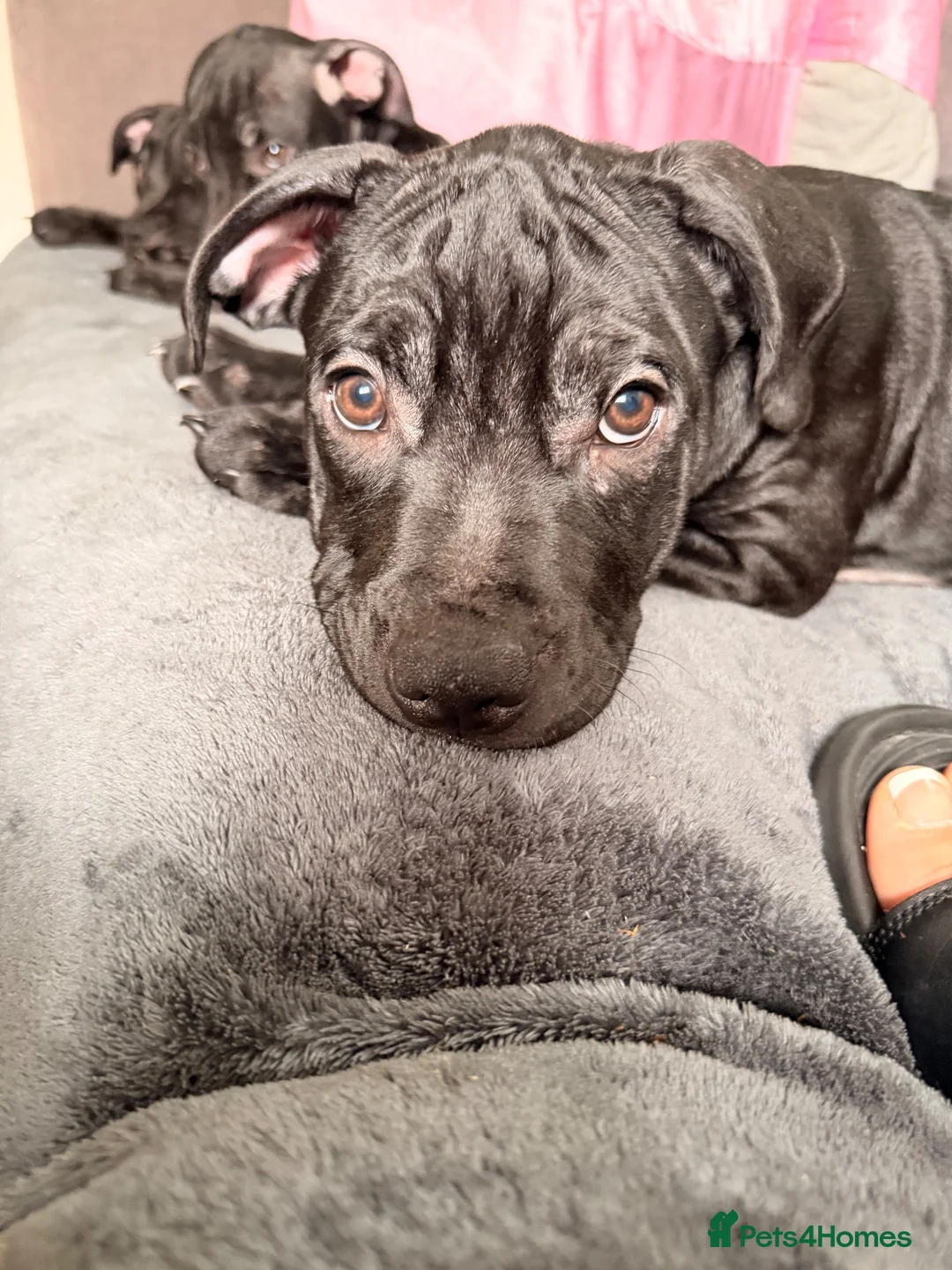 Mixed Breed dogs for sale: Ready for forever homes - Advert 1