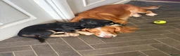 Sprocker dogs for sale: Sprocker puppies  - Advert 4