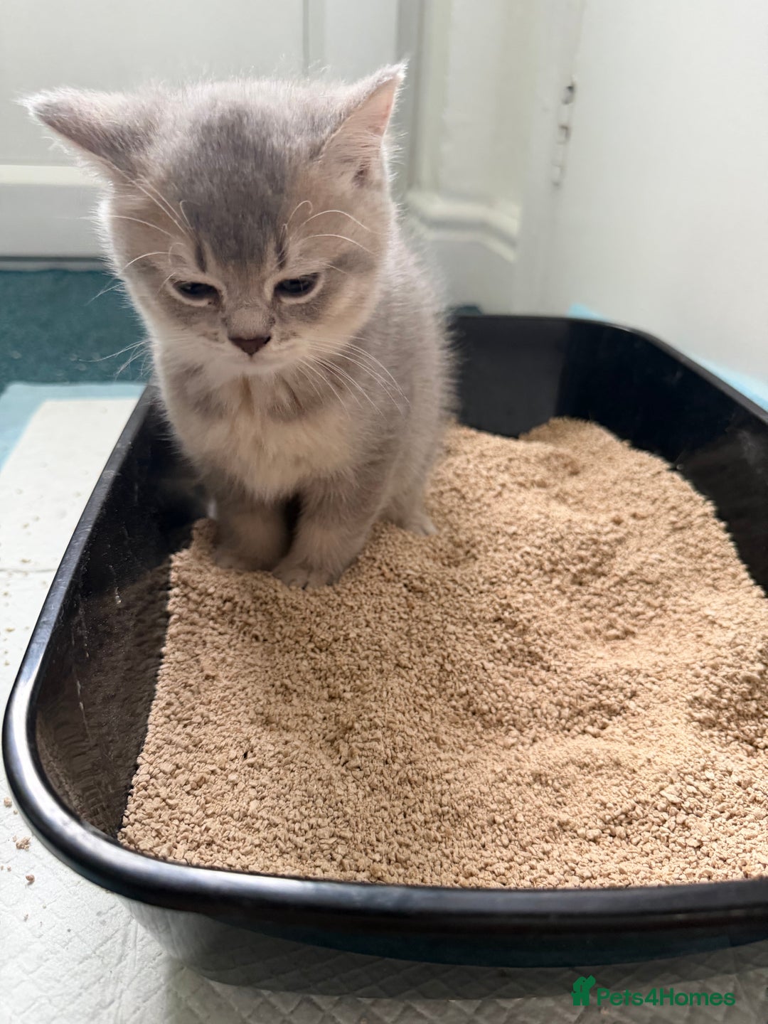 Scottish Fold cats for sale: Perfect  **  - Advert 4