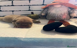 English Bulldog dogs for sale: Litter of 8  - Image 35