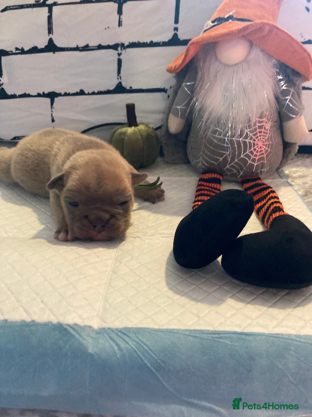 English Bulldog dogs for sale: Litter of 8  - Image 35