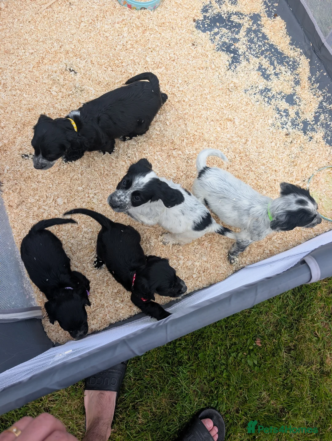 Cocker Spaniel dogs for sale: Charlotte  - Advert 2