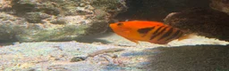 Angelfish fish for sale: mature marine tank closure  - Advert 1