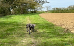 Weimaraner dogs for sale: 9 years old Winston looking for a new home  - Image 8