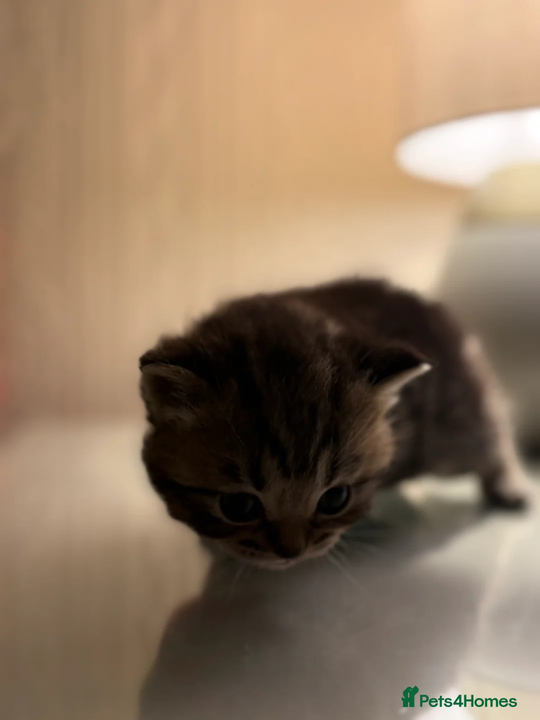 British Shorthair cats for sale: British Shorthair Crossbreed for Sale in Bolton - Advert 2