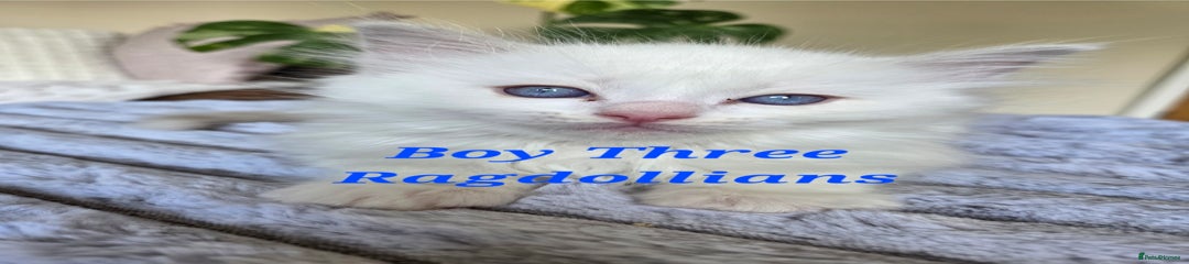 Ragdoll Kitten 3