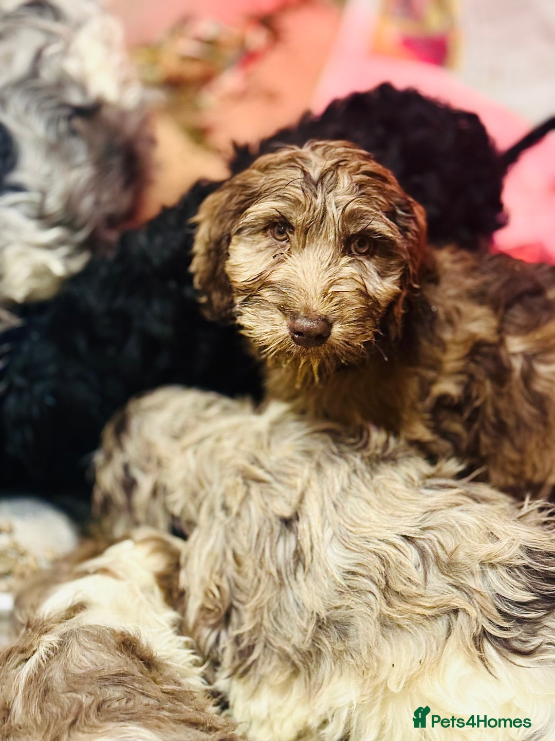 Cockapoo dogs for sale: F1 Standard Rare Parti, Solid and Merle Cockapoos - Advert 5