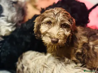 Cockapoo dogs READY NOW F1 Rare Parti, Solid/Merle Cockapoos - Advert 1