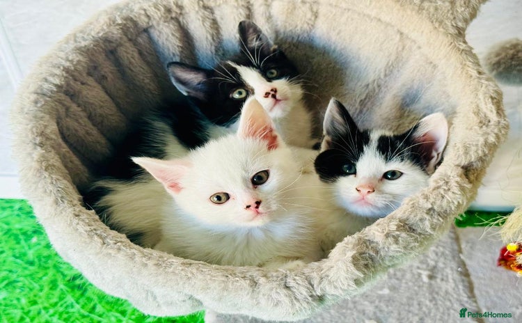 Mixed Breed cats - Advert 6