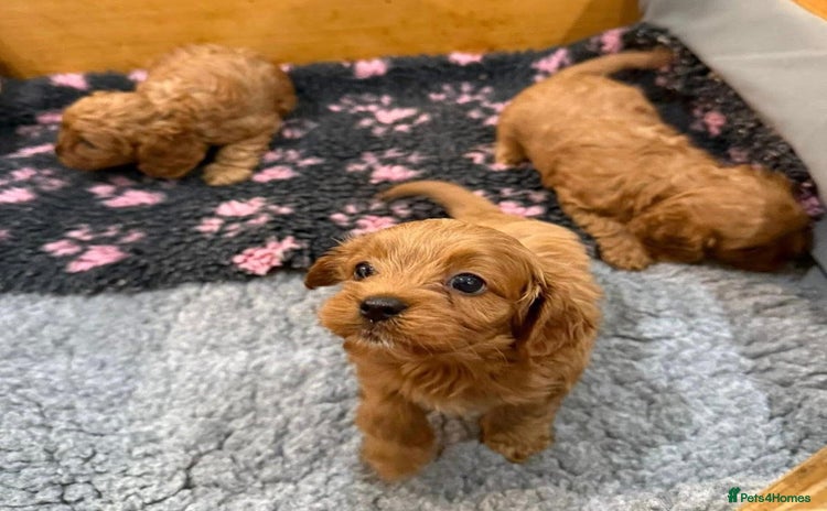 Cavapoo dogs - Advert 1