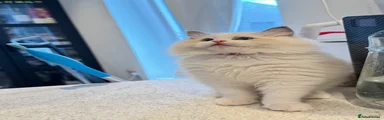 Ragdoll 1