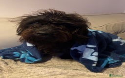 Schnoodle dogs for sale: Schnoodle for sale, 2 years old male - Advert 2