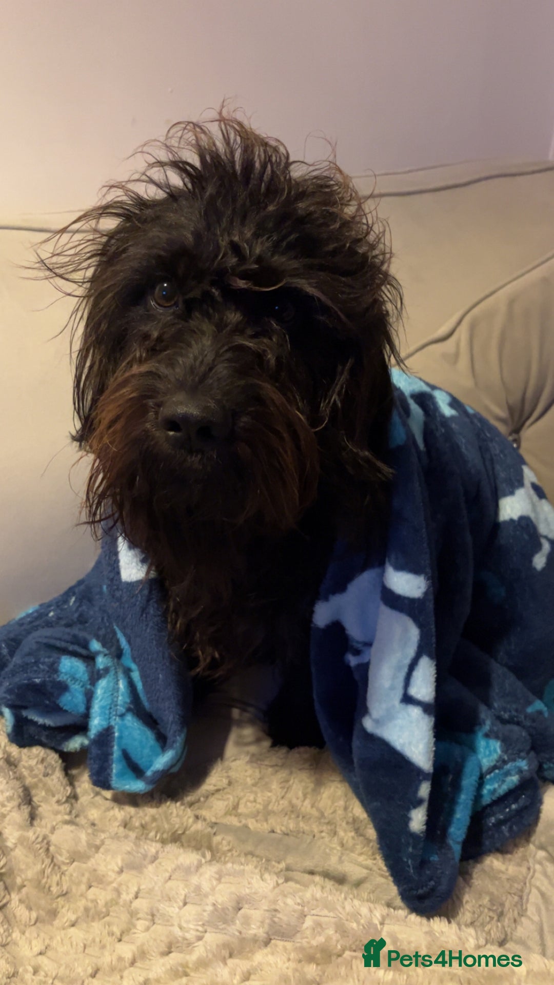 Schnoodle dogs for sale: Schnoodle for sale, 2 years old male - Advert 2